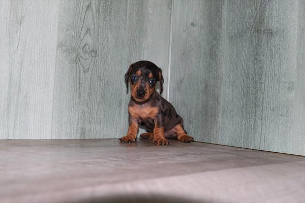 [#25759-04]  - Silver Dapple F Dachshund Puppies for Sale