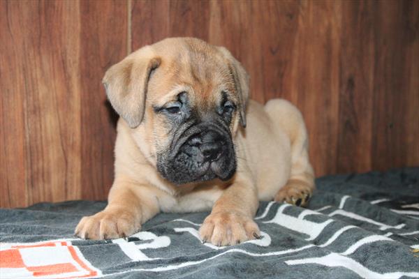 [#251051-05]  - Red Fawn F Bullmastiff Puppies for Sale