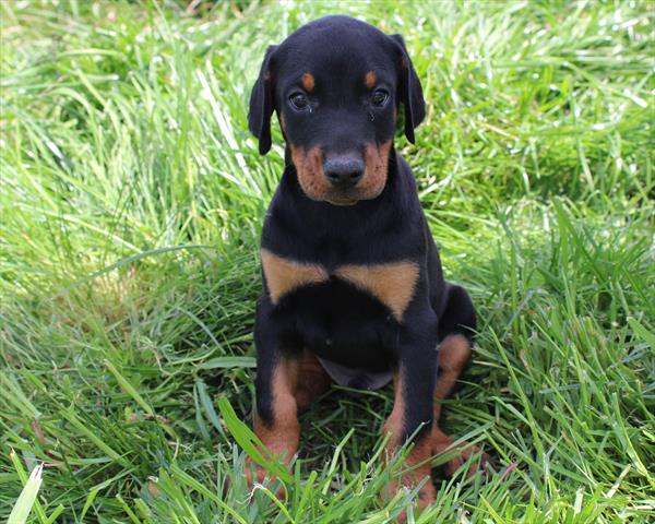 [#25756-01]  - Black / Rust M Doberman Pinscher Puppies for Sale