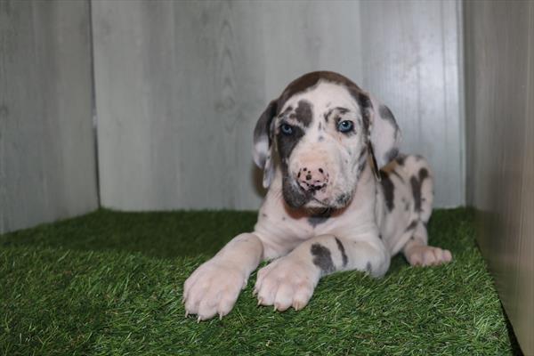 [#2597-01]  - Harlequin M Great Dane Puppies for Sale