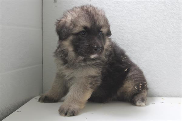 [#25883-01]  - Black / Tan M German Shepherd Dog Puppies for Sale