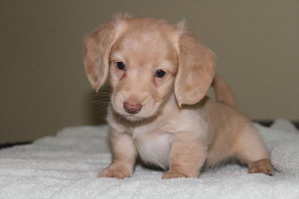 [#25899-04]  - Cream F Dachshund Puppies for Sale