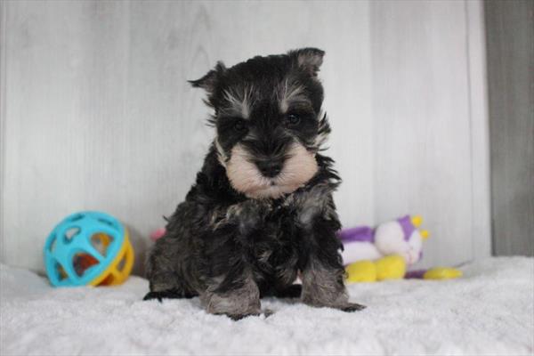 [#25761-03]  - Salt / Pepper M Miniature Schnauzer Puppies for Sale