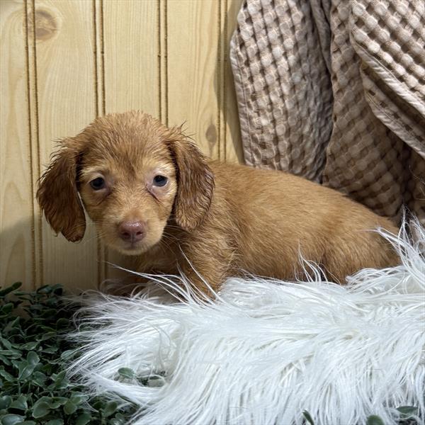 [#25846-04]  - Red F Dachshund Puppies for Sale