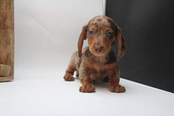 [#25976-01]  - Chocolate M Dachshund Puppies for Sale