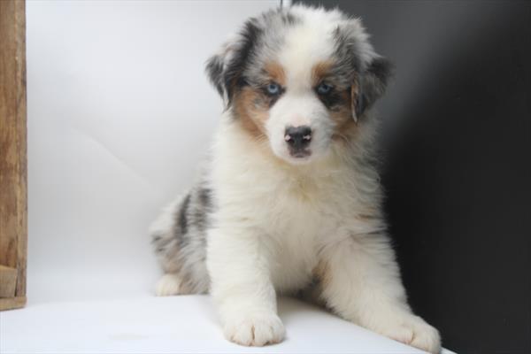[#25803-02]  - Blue Merle M Miniature American Shepherd Puppies for Sale