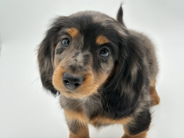 [#25989-02]  - Blue Dapple M Dachshund Puppies for Sale