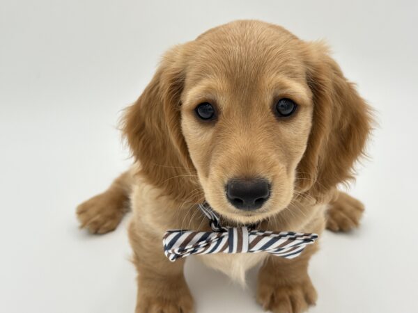 [#25726-01]  - Cream M Dachshund Puppies for Sale