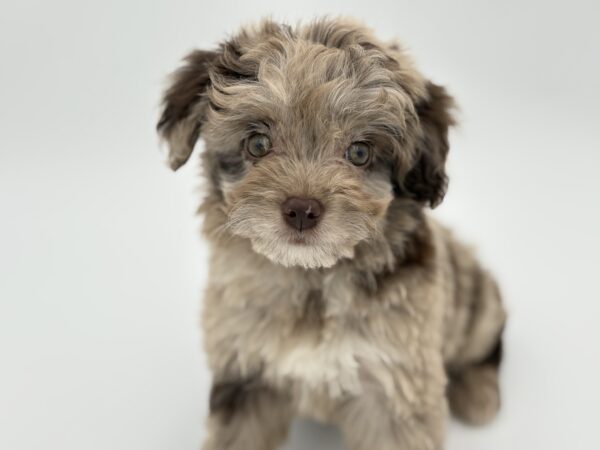 [#25872-03]  - Chocolate Merle F Aussiedoodle Mini Puppies for Sale