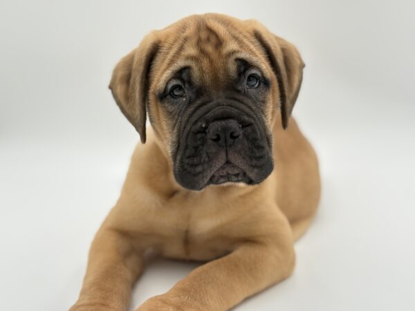 [#251051-05]  - Red Fawn F Bullmastiff Puppies for Sale