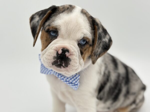 [#2576-01]  - Blue Merle M Mini Bullies Puppies for Sale