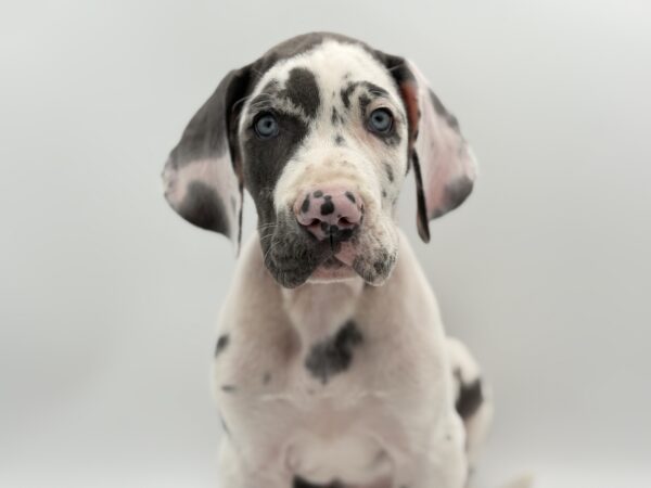 [#2597-01]  - Harlequin M Great Dane Puppies for Sale