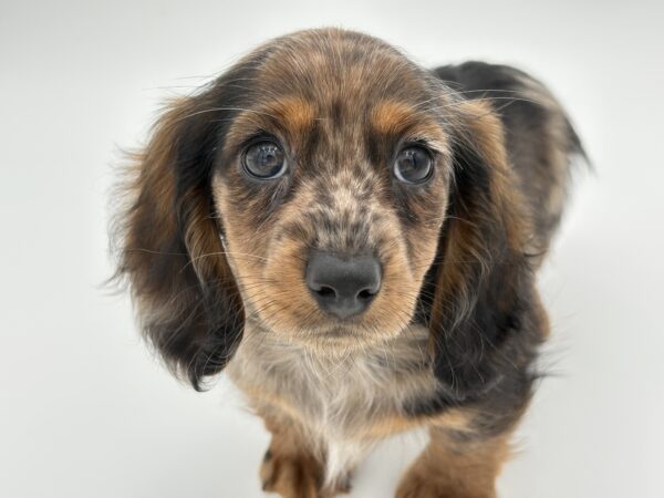 [#25658-03]  - Black / Gray F Dachshund Puppies for Sale