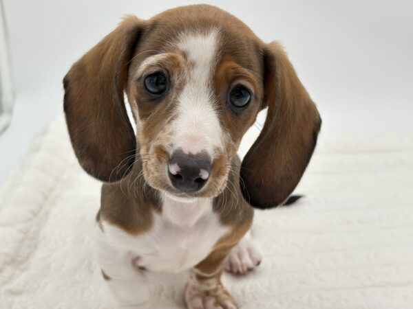 [#25648-04]  - Brown / White F Dachshund Puppies for Sale