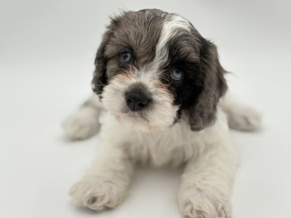 [#25634-01]  - Blue Merle / White M Cavachon Puppies for Sale