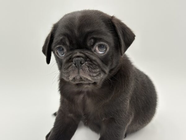 [#25657-04]  - Black F Pug Puppies for Sale