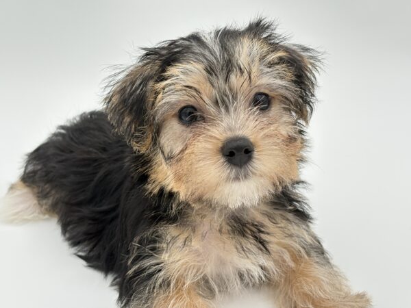 [#25673-03]  - Black / White M Morkie Puppies for Sale