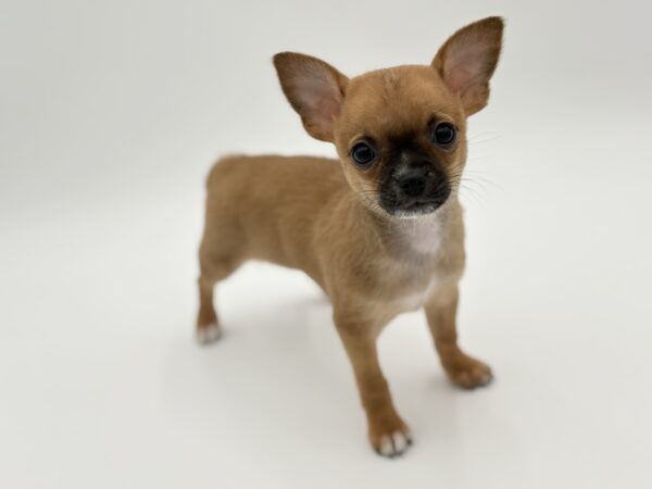[#25680-03]  - Brown F Chihuahua Puppies for Sale