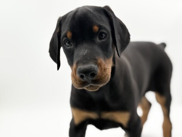 [#25756-01]  - Black / Rust M Doberman Pinscher Puppies for Sale