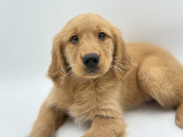[#25795-02]  - Golden M Golden Retriever Puppies for Sale