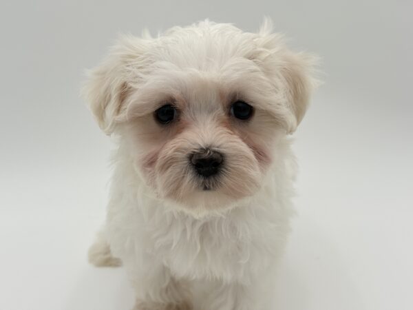 [#25655-04]  - White F Maltese Puppies for Sale