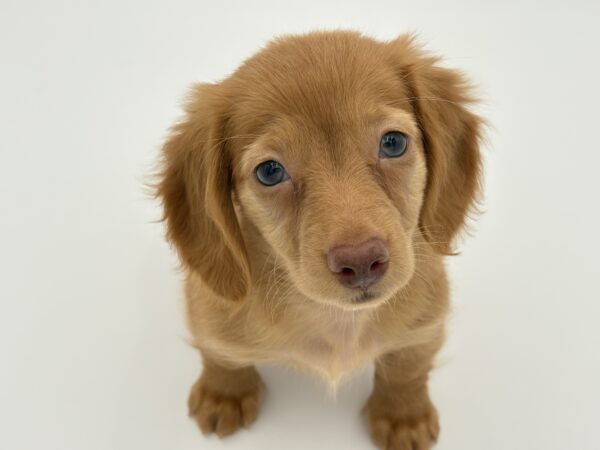 [#25846-04]  - Red F Dachshund Puppies for Sale