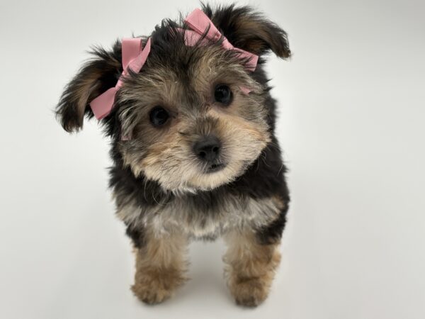 [#25664-05]  - Black / Tan F Yochon Puppies for Sale
