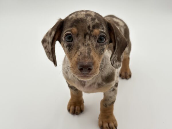 [#25684-02]  - Chocolate M Dachshund Puppies for Sale