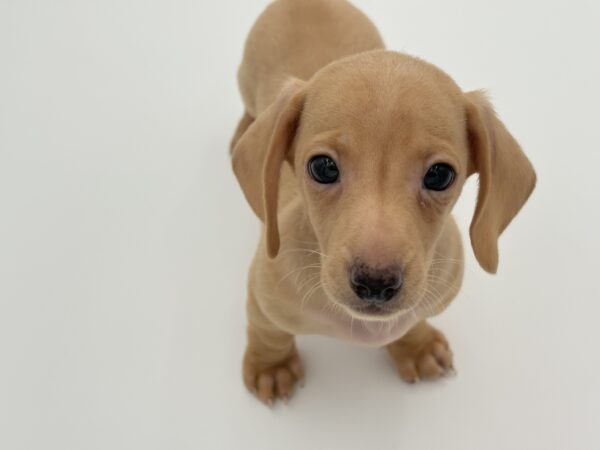 [#25684-03]  - Cream M Dachshund Puppies for Sale