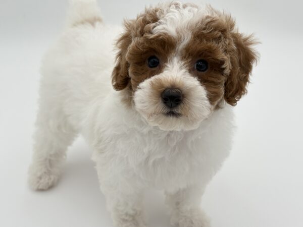 [#25710-04]  - White / Red F Poodle Puppies for Sale