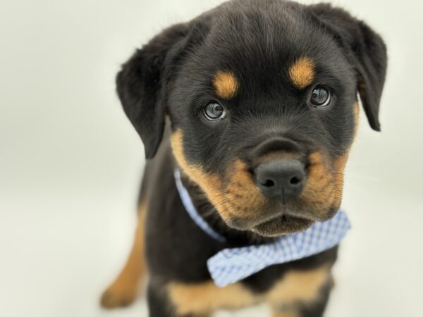 [#2585-02]  - Black / Tan M Rottweiler Puppies for Sale