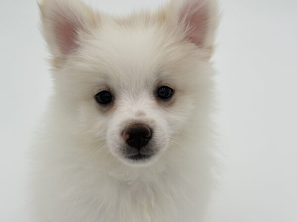 [#25652-01]  - Cream M Pomeranian Puppies for Sale