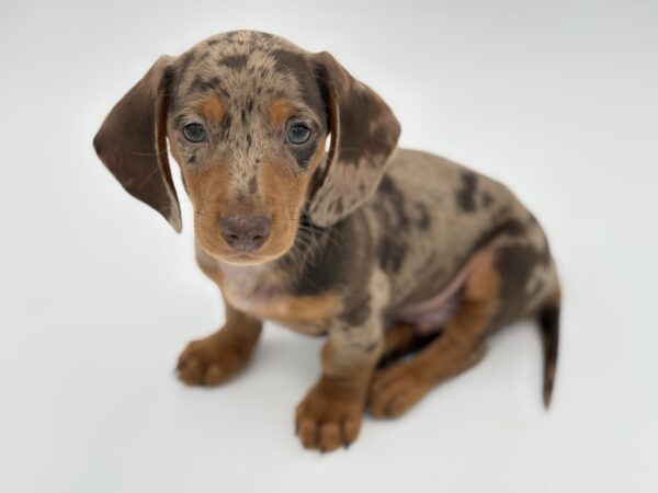 [#25976-01]  - Chocolate M Dachshund Puppies for Sale