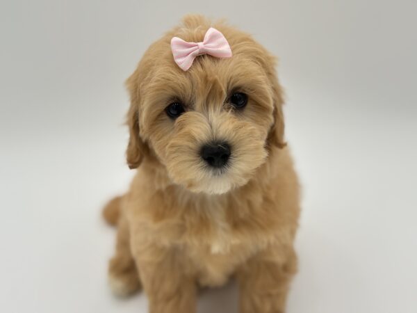 [#25700-04]  - Red F Maltipoo Puppies for Sale