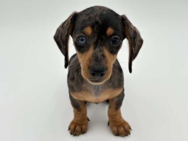 [#25759-04]  - Silver Dapple F Dachshund Puppies for Sale