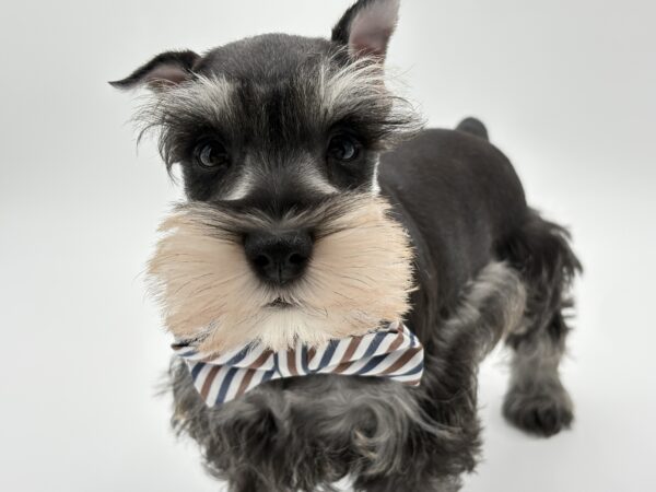 [#25761-03]  - Salt / Pepper M Miniature Schnauzer Puppies for Sale