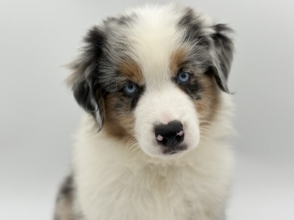 [#25803-02]  - Blue Merle M Miniature American Shepherd Puppies for Sale