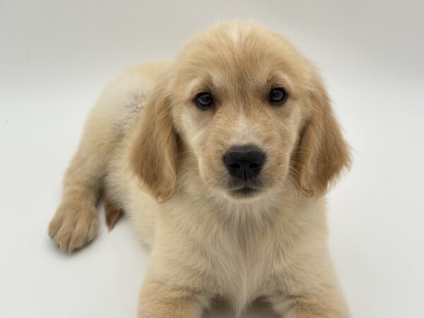 [#251076-06]  - Golden F Golden Retriever Puppies for Sale