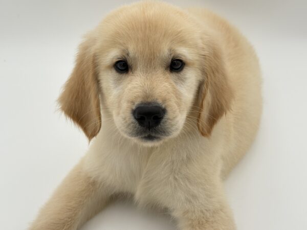 [#251076-03]  - Golden M Golden Retriever Puppies for Sale