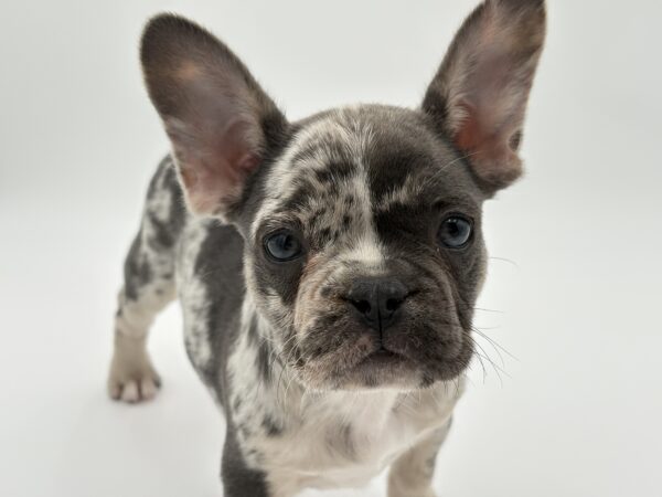 [#25882-02]  - Blue Merle F French Bulldog Puppies for Sale