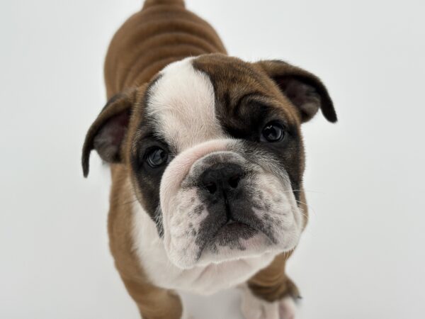 [#25947-06]  - Red / White F English Bulldog  Puppies for Sale