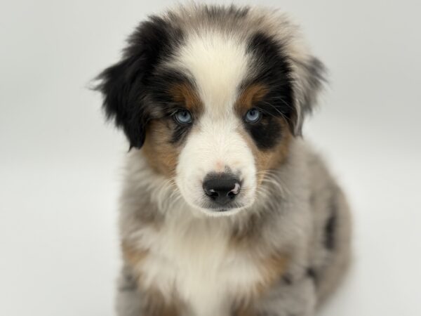 [#25804-04]  - Blue Merle M Miniature American Shepherd Puppies for Sale