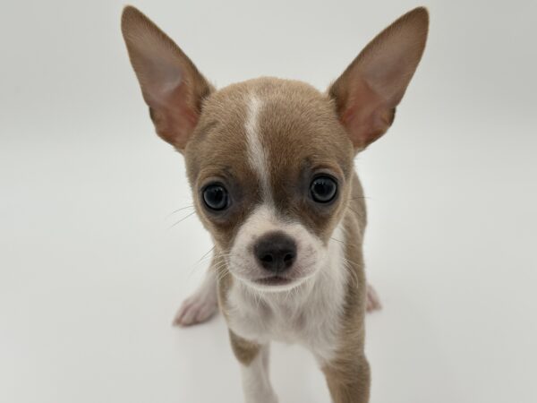 [#25770-06]  - Blue / White F Chihuahua Puppies for Sale