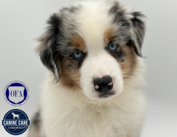 [#25803-02]  - Blue Merle M Miniature American Shepherd Puppies for Sale