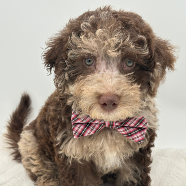 [#251119-06]  - Red Merle M Labradoodle Mini 2nd Gen Puppies for Sale
