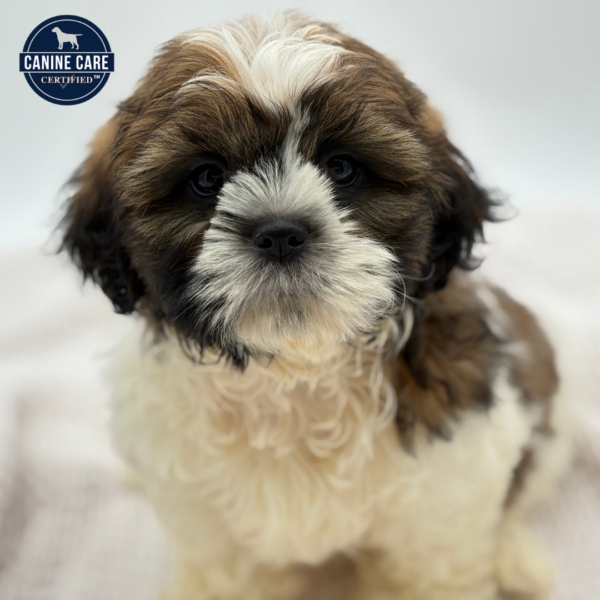 [#251266-02]  - Brown / White M Shih Tzu Puppies for Sale