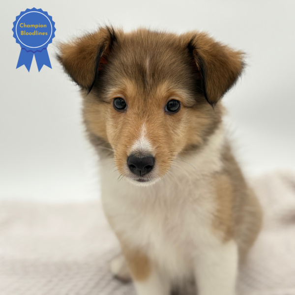 [#251329-05]  - Red Merle F Shetland Sheepdog Puppies for Sale