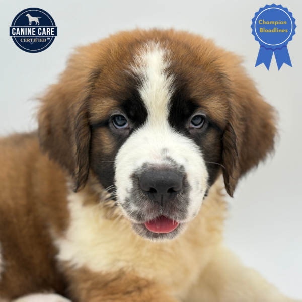 [#25170-01]  - Sable / White M Saint Bernard Puppies for Sale