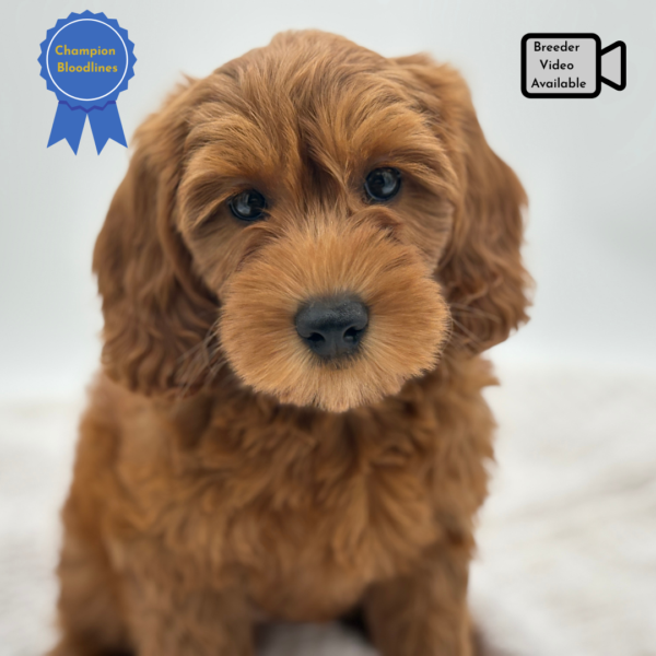 [#251403-06]  - Red F Goldendoodle Mini 2nd Gen Puppies for Sale