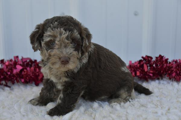 [#251119-06]  - Red Merle M Labradoodle Mini 2nd Gen Puppies for Sale